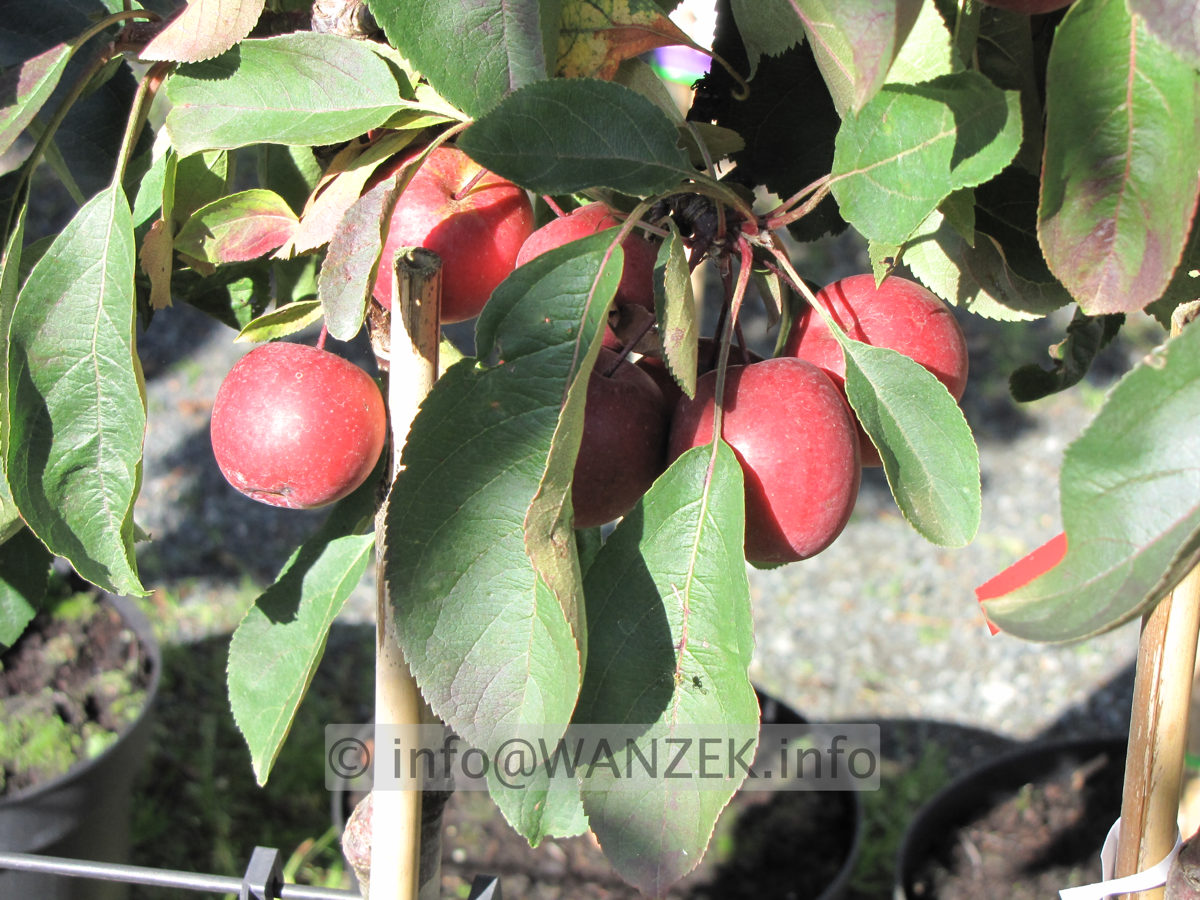 Malus Roter Zwerg Riesenaepfel 02.JPG